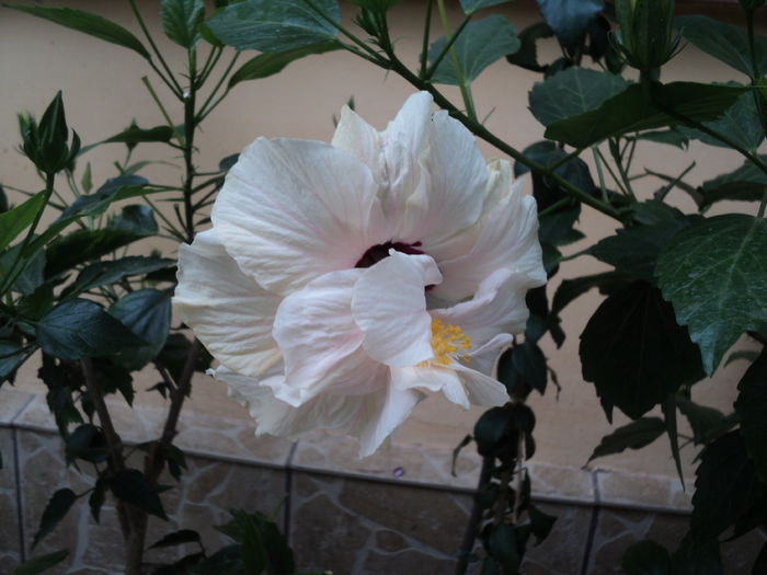 DSC02978 - hibiscusi 2015