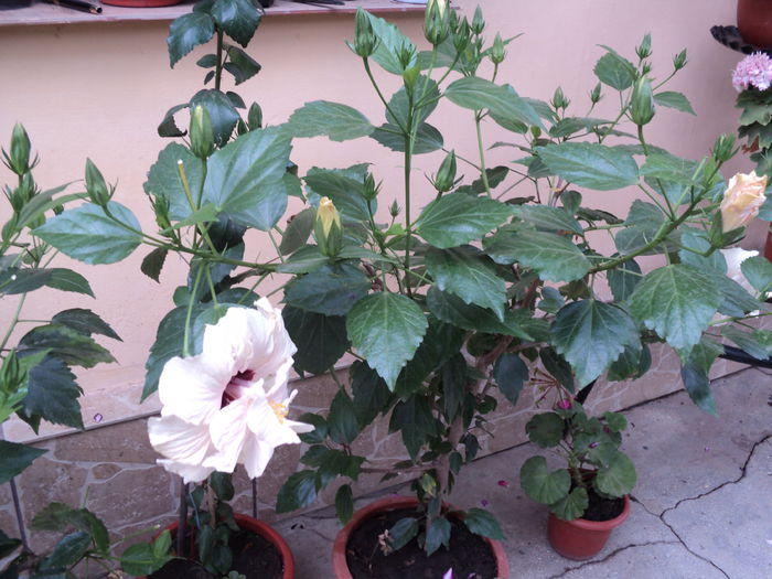 DSC02980 - hibiscusi 2015