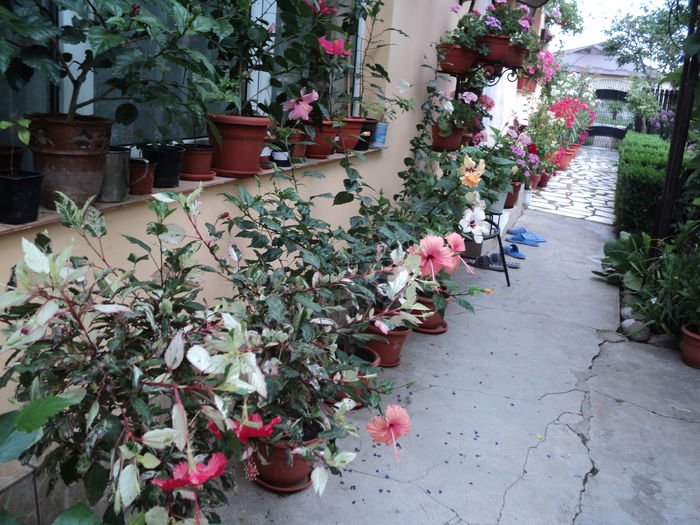 DSC02982 - hibiscusi 2015