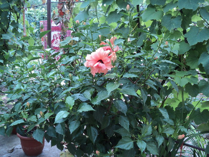 DSC02984 - hibiscusi 2015