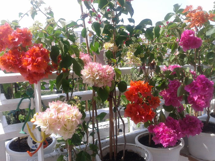 Fotografie-0029 - BOUGAINVILLEA un nou inceput - continuarea pasiunii - 2014-2015-2017