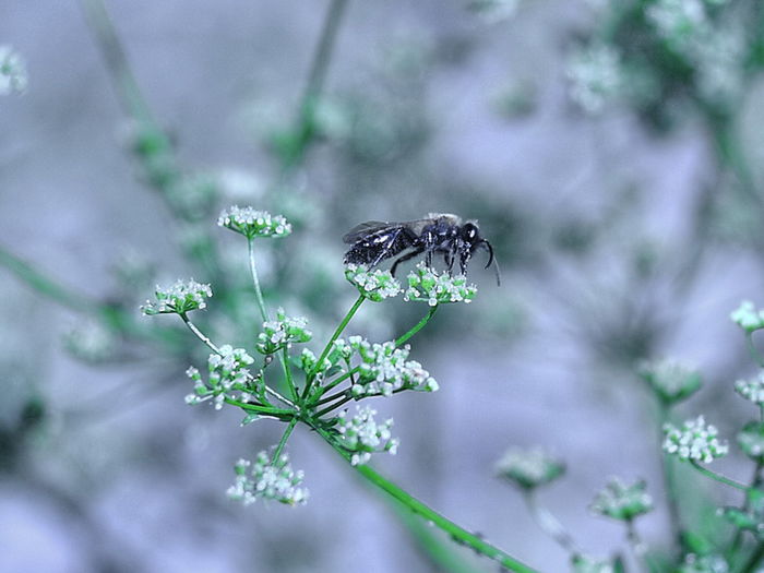 GAZOABA-SUNPHOTO - MACRO