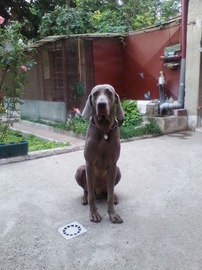 IMG_20140804_074150 - Brac Weimaraner