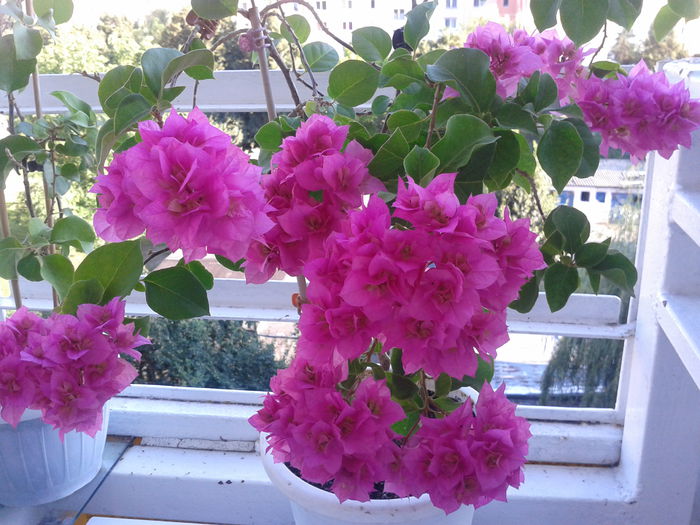 BB - BOUGAINVILLEA un nou inceput - continuarea pasiunii - 2014-2015-2017