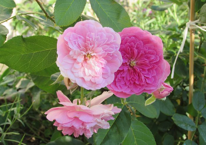 24 iulie, Harlow Carr - 2015 trandafiri -IV