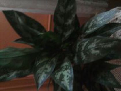 aglaonema -MARIA