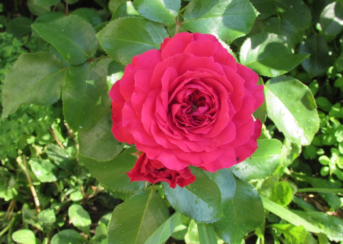 Red Leonardo da Vinci
