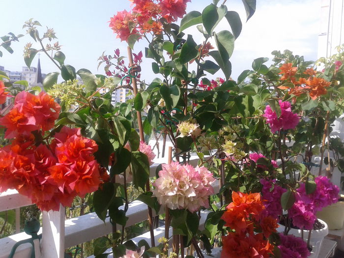 Fotografie-0030 - BOUGAINVILLEA un nou inceput - continuarea pasiunii - 2014-2015-2017
