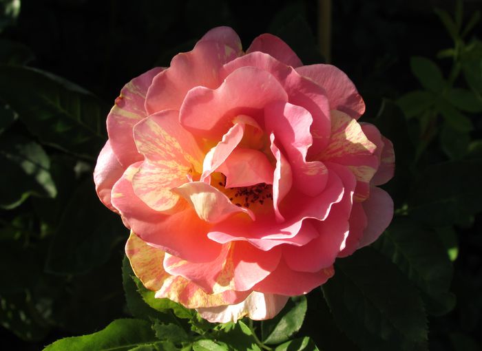 rose des cisterciens