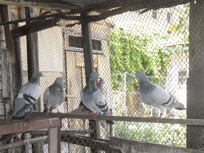 O parte din matca 29-07-2015