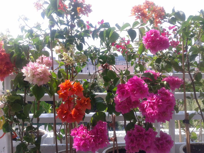 Fotografie-0031 - BOUGAINVILLEA un nou inceput - continuarea pasiunii - 2014-2015-2017