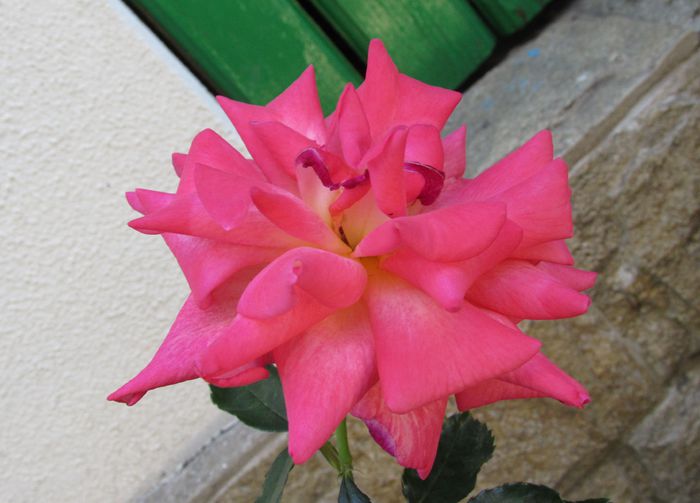 Parfum de Grasse - 2015 trandafiri -IV