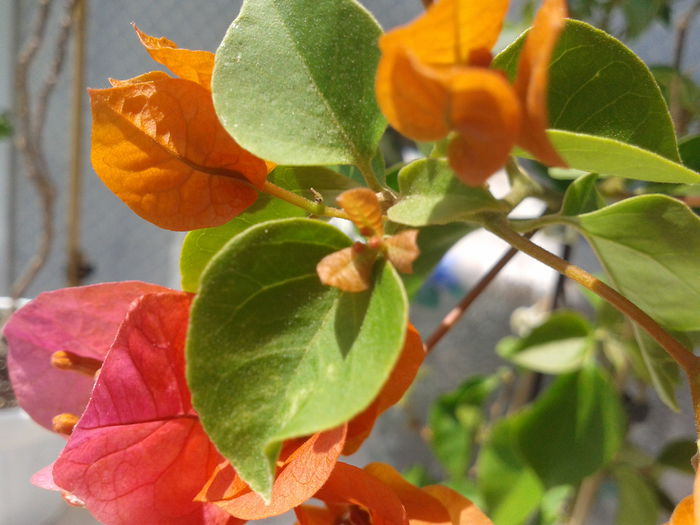 Fotografie-0011 - BOUGAINVILLEA un nou inceput - continuarea pasiunii - 2014-2015-2017