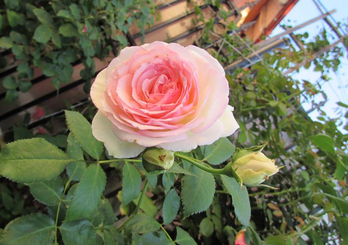 25 iulie, Eden Rose - 2015 trandafiri -IV