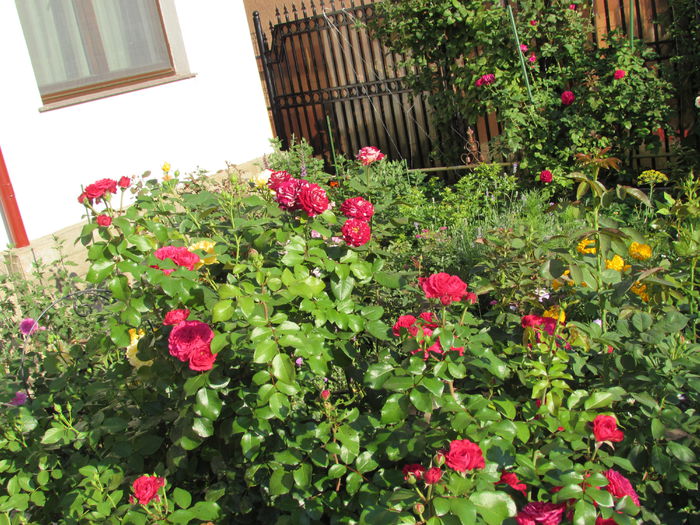 24 iulie - 2015 gradina mea