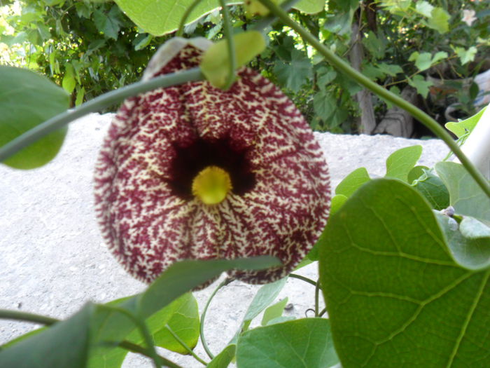 SAM_8001 - pasiflore -soiuri ----2012