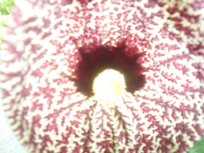 SAM_8004 - pasiflore -soiuri ----2012