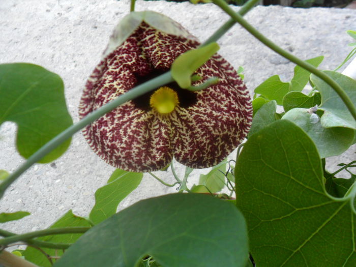 SAM_8013 - pasiflore -soiuri ----2012