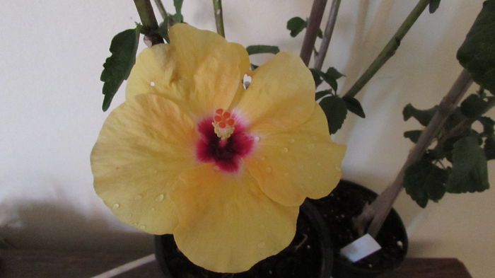 009 - Hibiscusi 2015 1