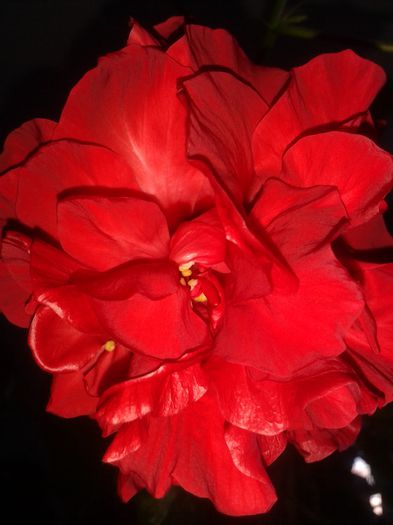 20150729_075949 - hibiscus