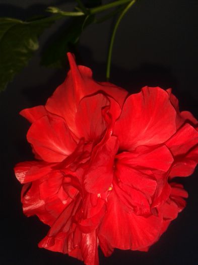 20150729_075937 - hibiscus