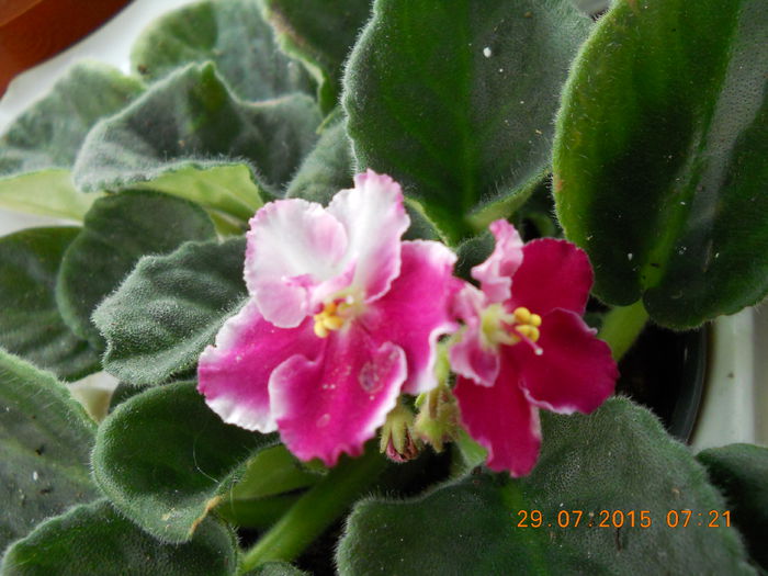 009 - SPLENDORILE VERII 2015 II