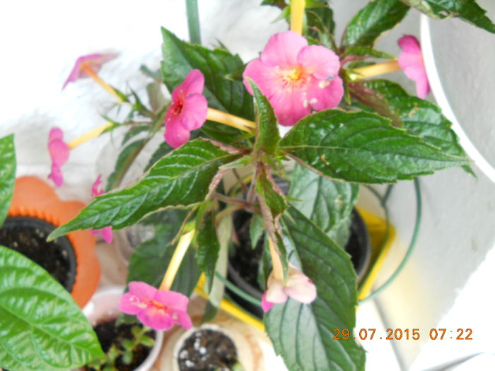 016 - SPLENDORILE VERII 2015 II