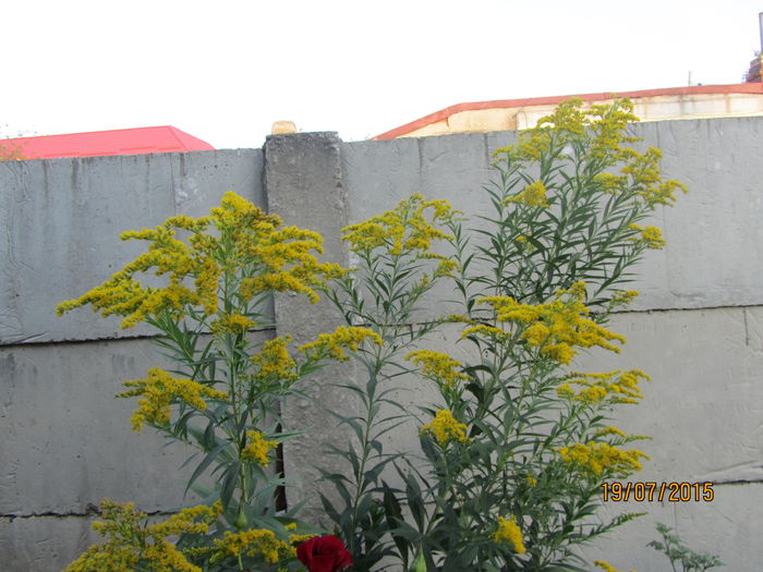 IMG_0232 - Flori de gradina-2015Vara