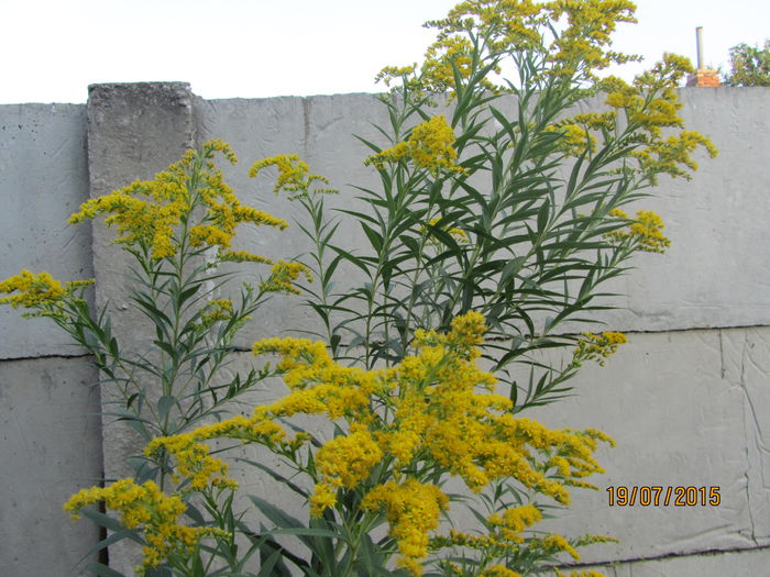 IMG_0234 - Flori de gradina-2015Vara