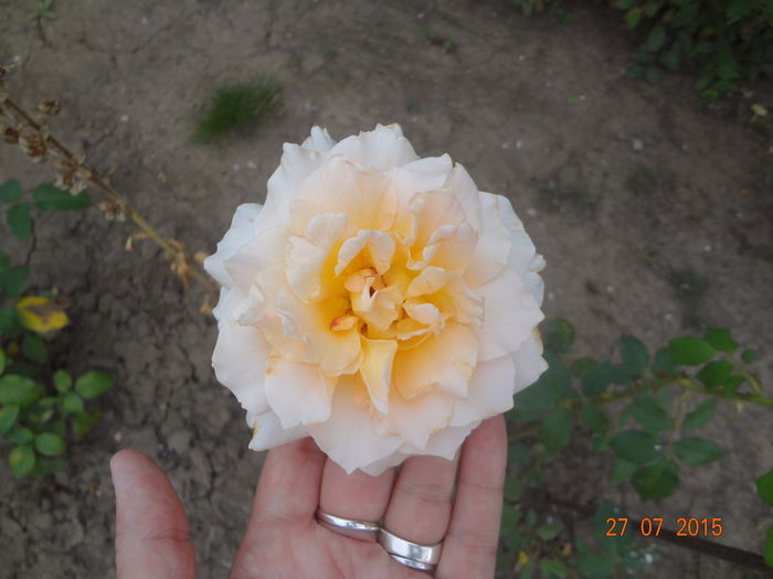 DSC00037 - Trandafiri