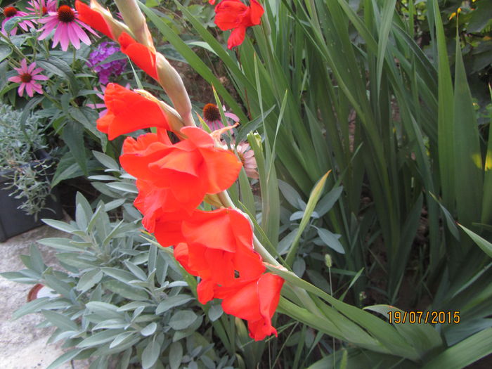 IMG_0237 - Flori de gradina-2015Vara