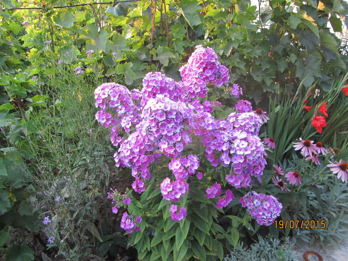 IMG_0238 - Flori de gradina-2015Vara