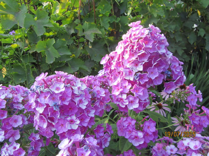 IMG_0239 - Flori de gradina-2015Vara