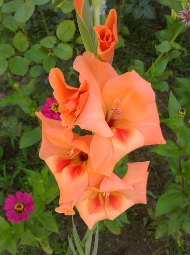 Fotografie0025 - AAAA_GLADIOLE 2015_2017_2018_2019