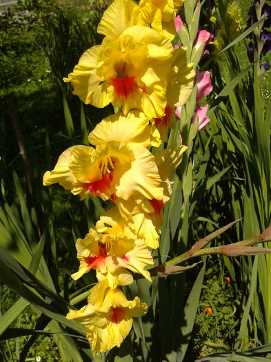 Fotografie0040 - AAAA_GLADIOLE 2015_2017_2018_2019