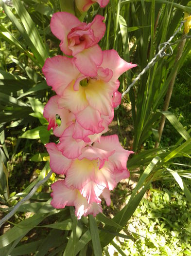 Fotografie0041 - AAAA_GLADIOLE 2015_2017_2018_2019