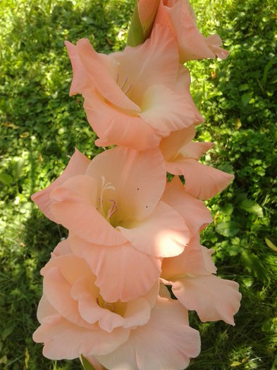 Fotografie0042 - AAAA_GLADIOLE 2015_2017_2018_2019
