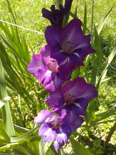 Fotografie0047 - AAAA_GLADIOLE 2015_2017_2018_2019