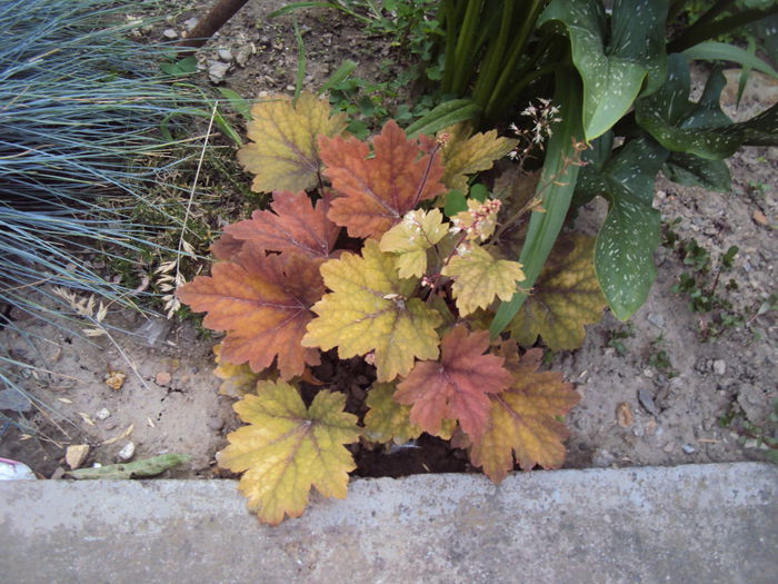 DSC01876 - 2016 Heuchera