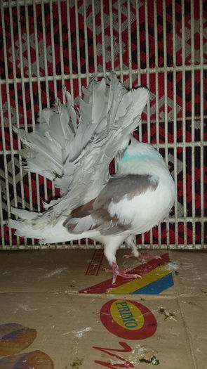 M 2015  50lei - PORUMBEI VANDUTI