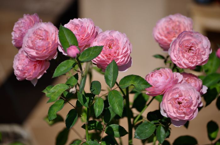 07.2015 - anul 2 - The Alnwick Rose