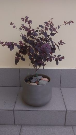 Loropetalum chinensis (Fringe flowers) - Bonsai si prebonsai 2016-2017