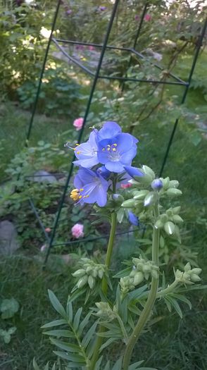 WP_20150601_025