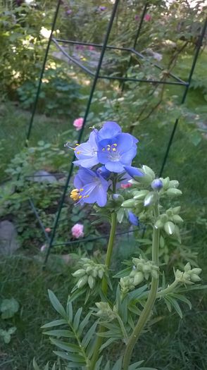 WP_20150601_025 - Geranium si alte perene