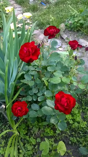 WP_20150530_226 - Lavaglut