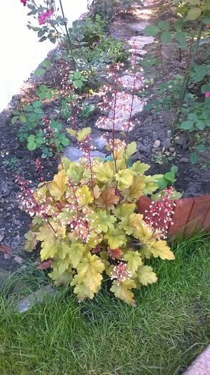 WP_20150530_086 - 2016 Heuchera