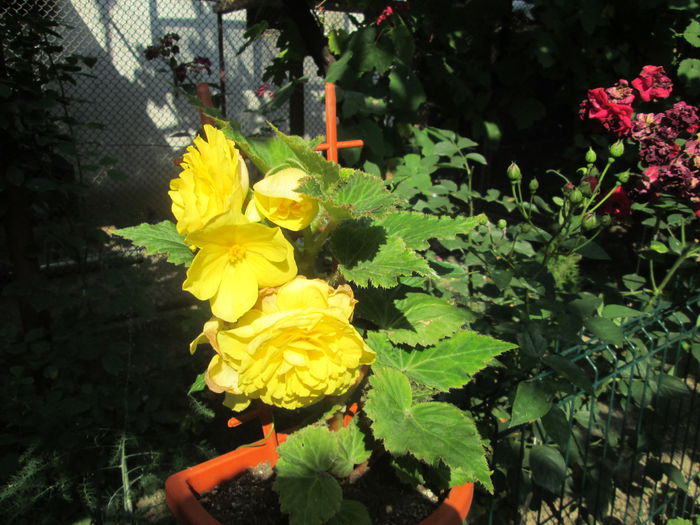 063 - Flori 2015