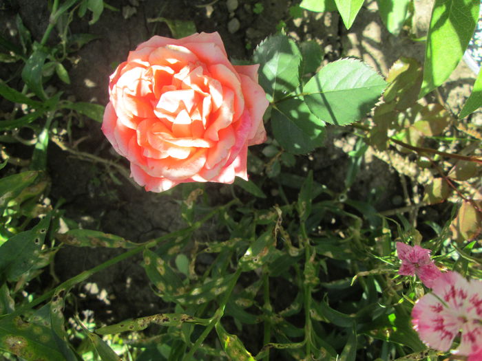 046 - Flori 2015