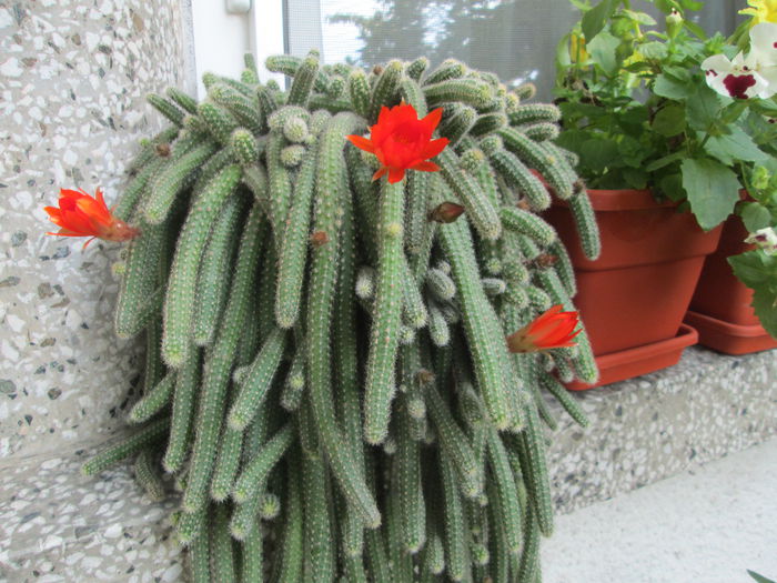 am inflorit dupa o lunga pauza - Flori 2015