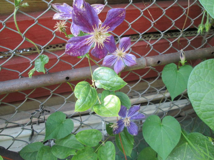 clematis la 2 luni de la plantare